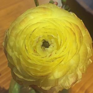 Meet your Posher, Julliet